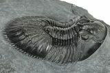 Thysanopeltis Trilobite - Boudib, Morocco #252399-2